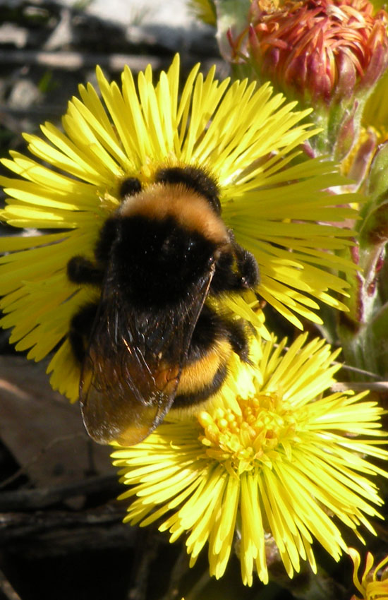 Bombus gruppo terrestris